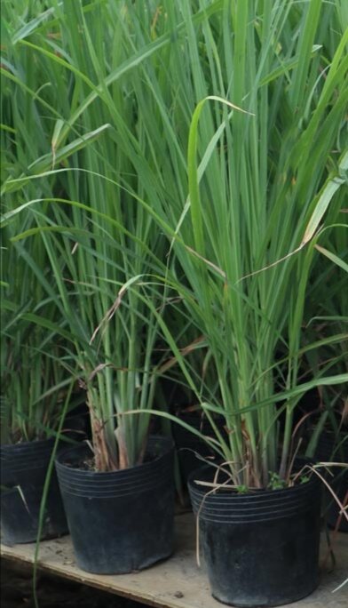 Chậu sả cây - Rễ mạnh như hình