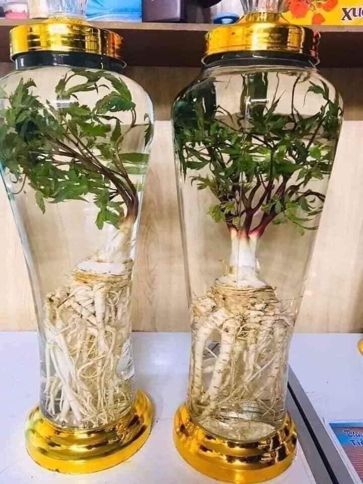 sâm đương quy tươi Tây Bắc (shop bán từ 3kg) (50k/1k)