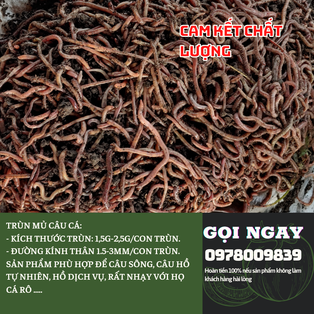 Trùn mủ câu cá