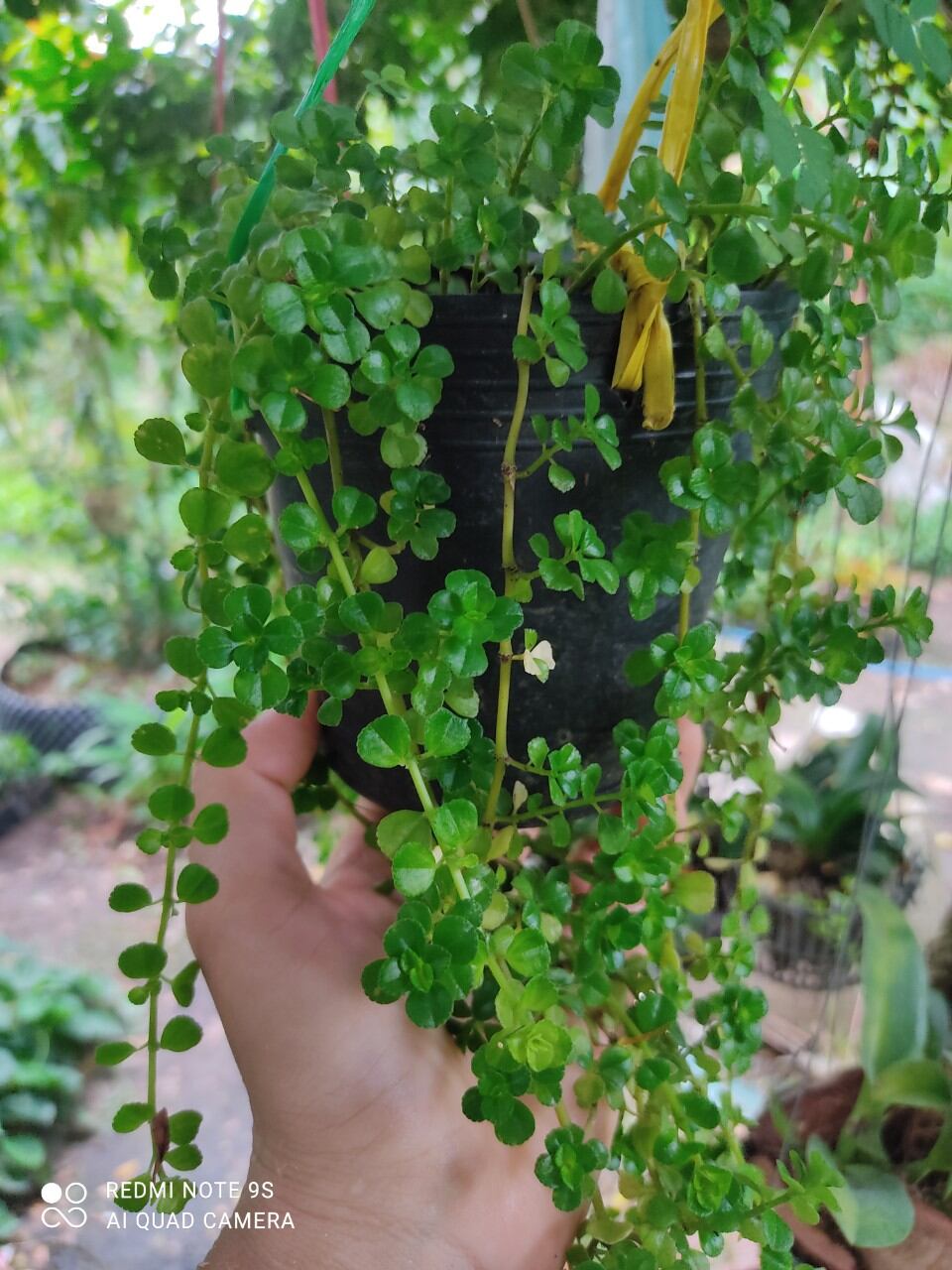 CÂY SEN ĐÁ SEDUM SÒ DÂY ( GIÁ BÁN CẢ CHẬU)