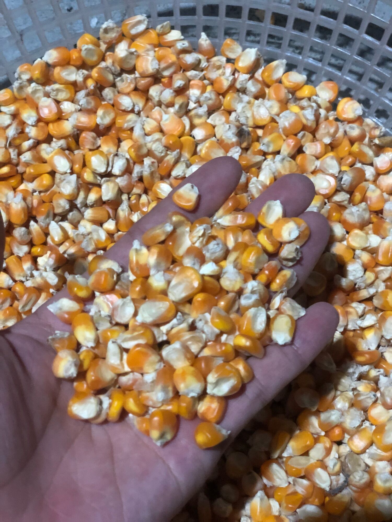 Ngô hạt gói 1kg dùng làm thức ăn cho chim, gà , vịt ngan.....