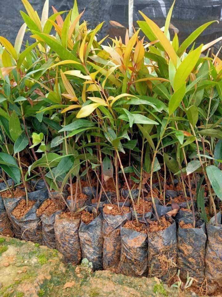 Giống cây hồng lộc