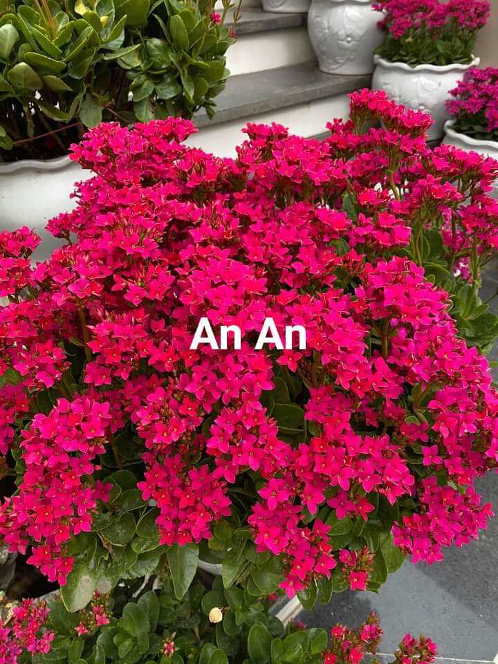 cây giống hoa sống đời