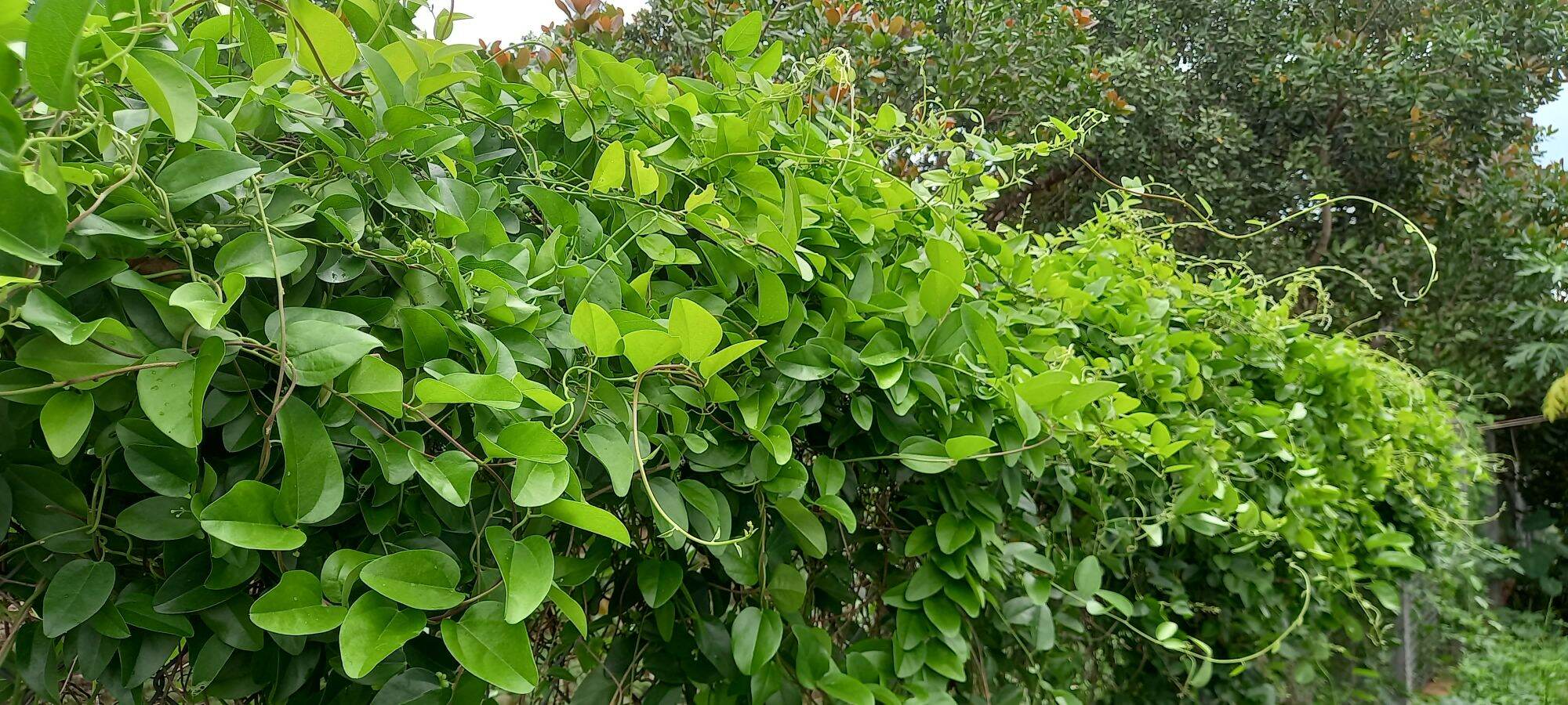 10 Cây sương sâm trơn tặng 1