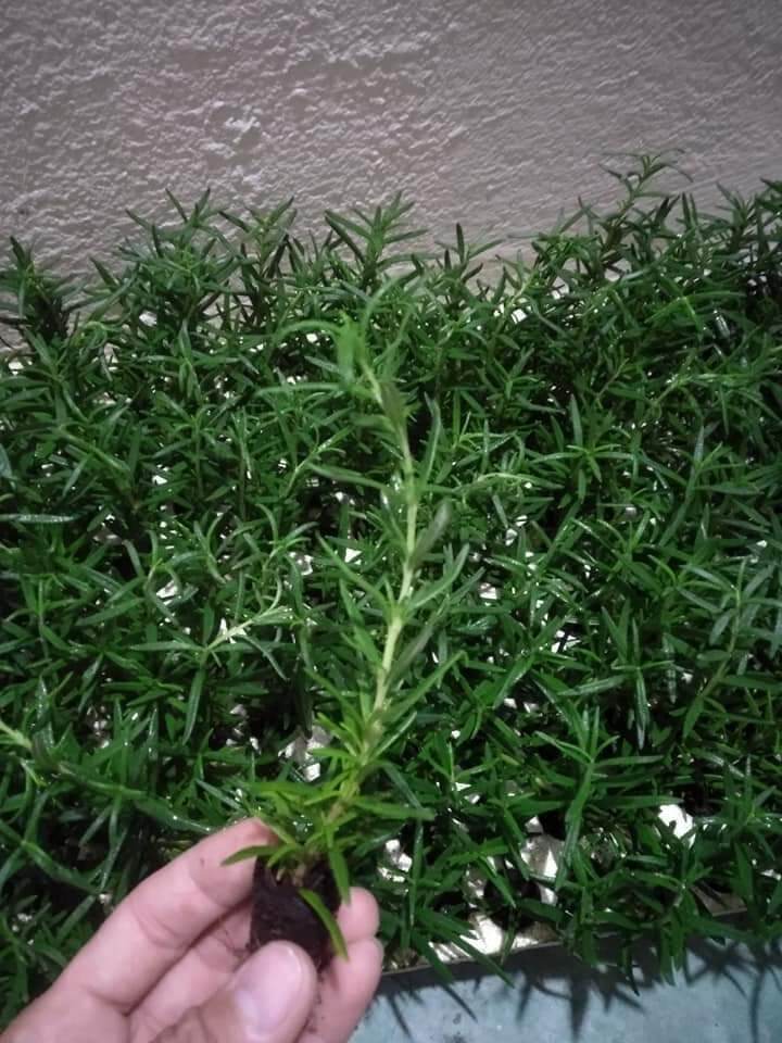 Cây giống hương thảo Rosemary