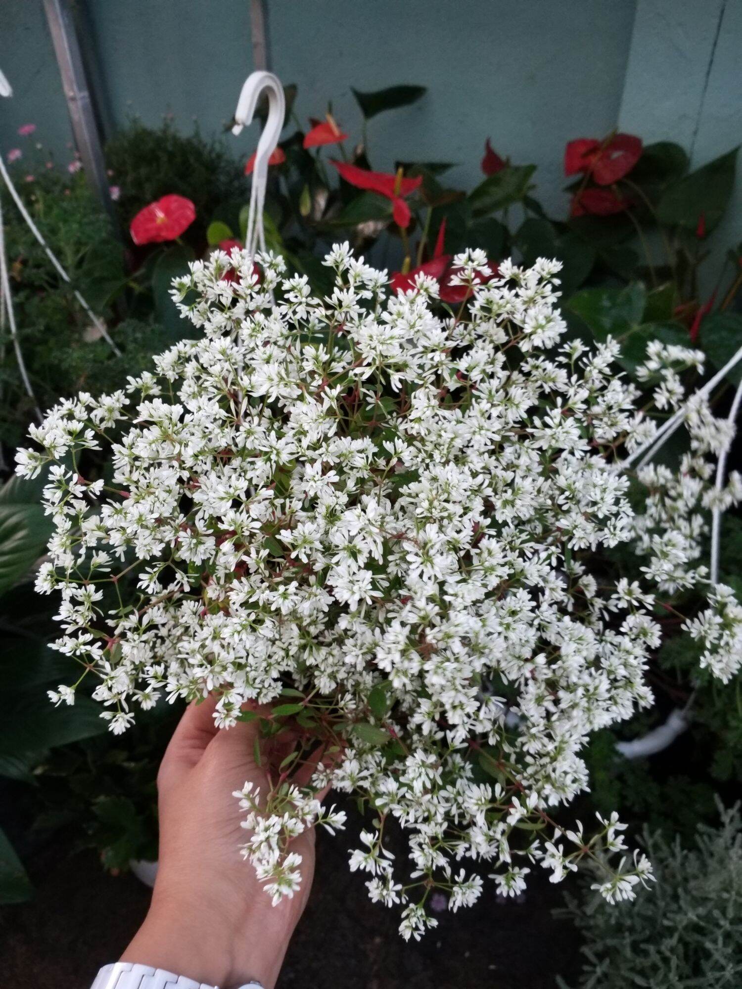 Cây tuyết cầu - cây phong thủy - cây văn phòng - cây trang trí để bàn - cây phong thủy vic garden