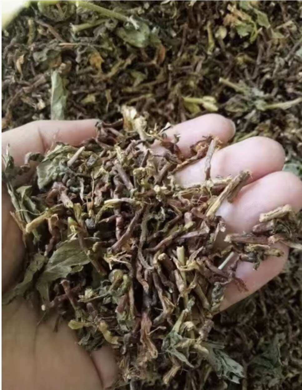 Trà Sơn Mật Hồng Sâm ( Thảo Mộc Ngủ Ngon)