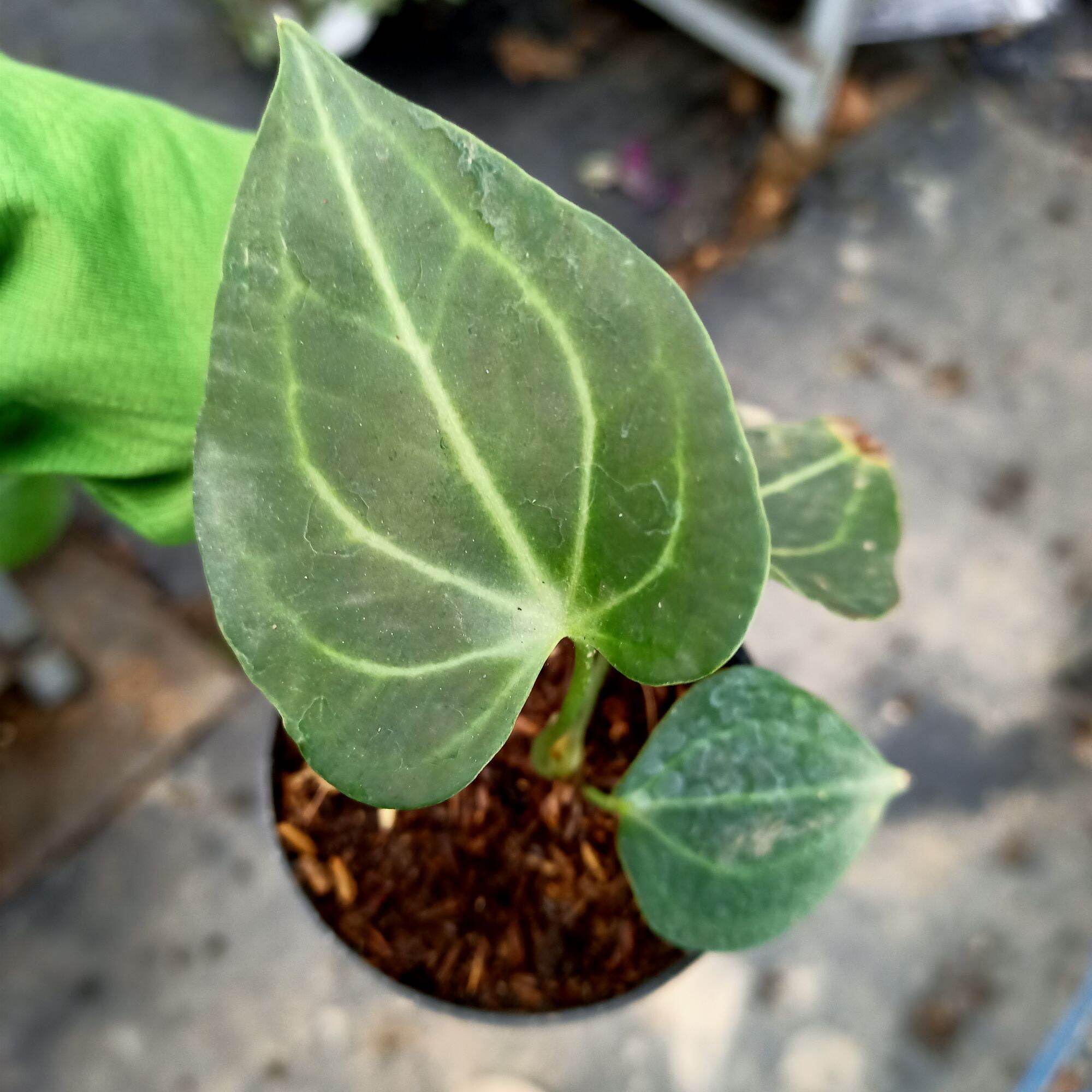 Cây anthurium clari