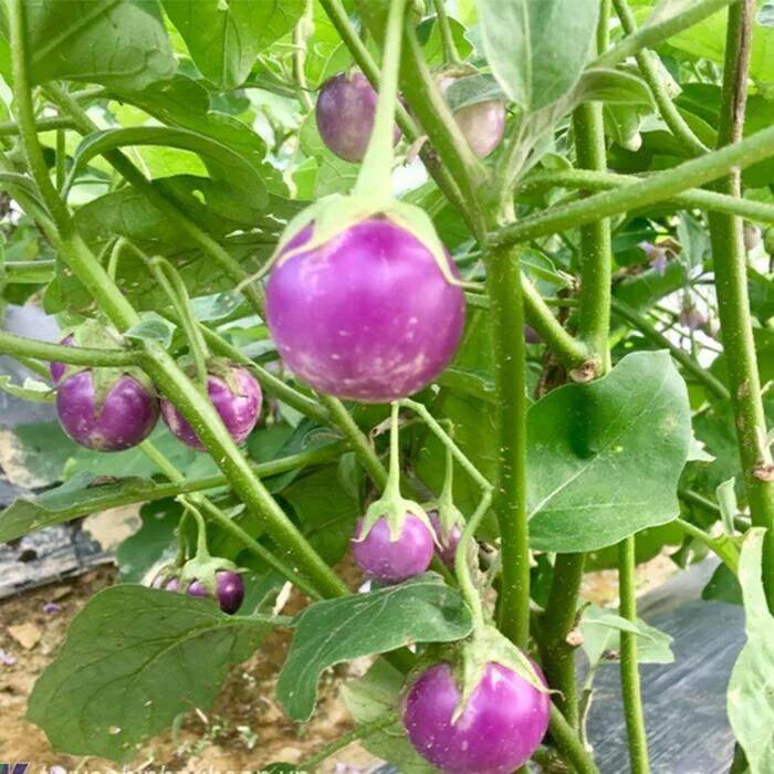 Hạt giống cà pháo tím - gói 1gr