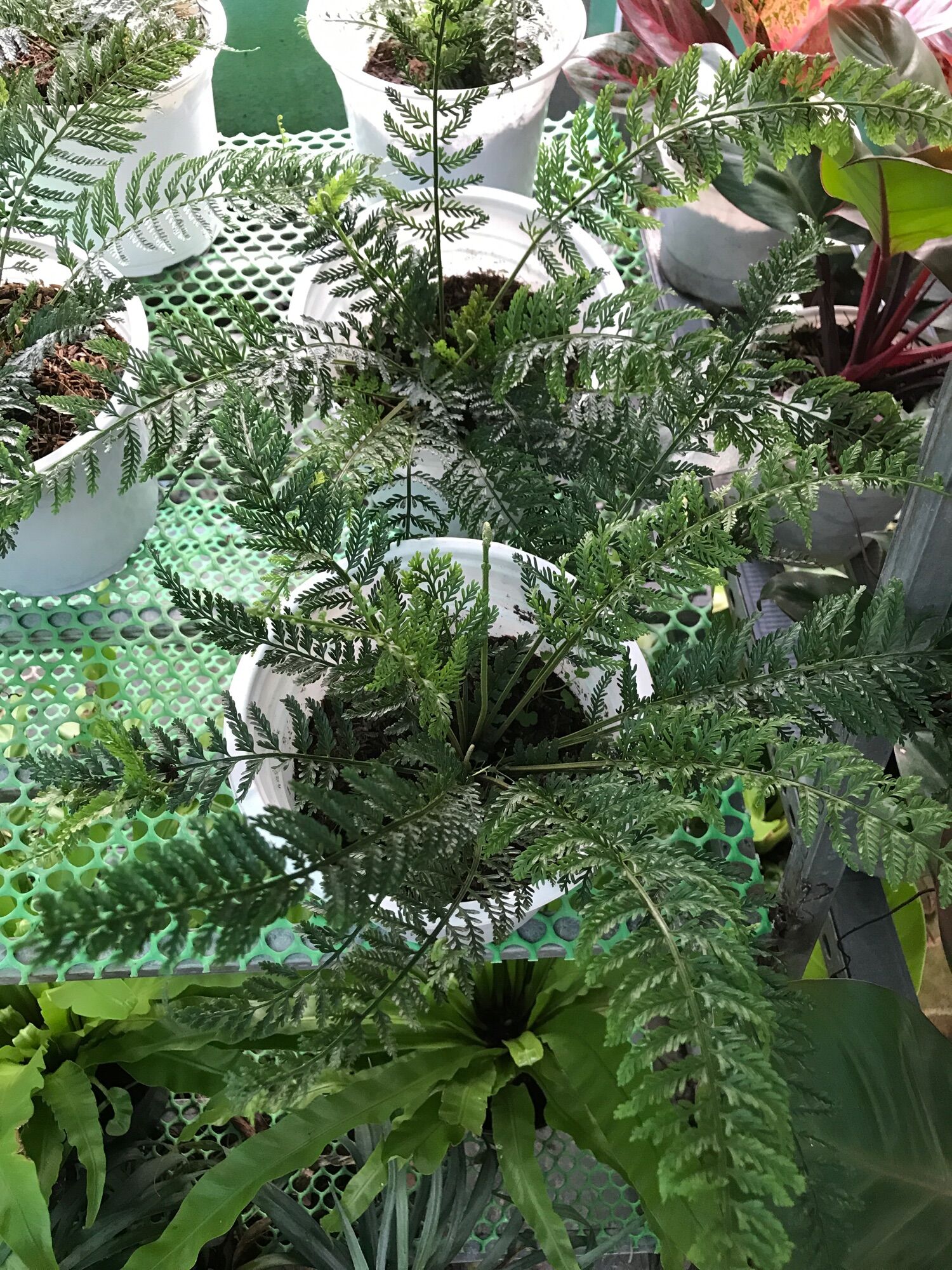 Chậu dương xỉ Pháp