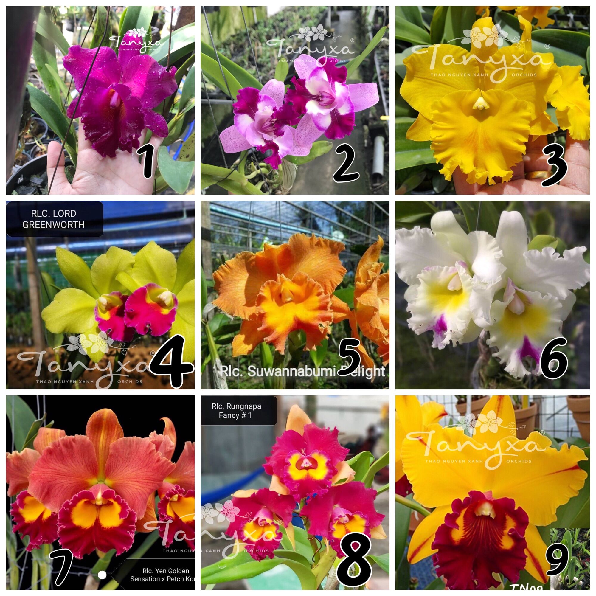 Lan Cattleya Cây Giống Nhiều Màu