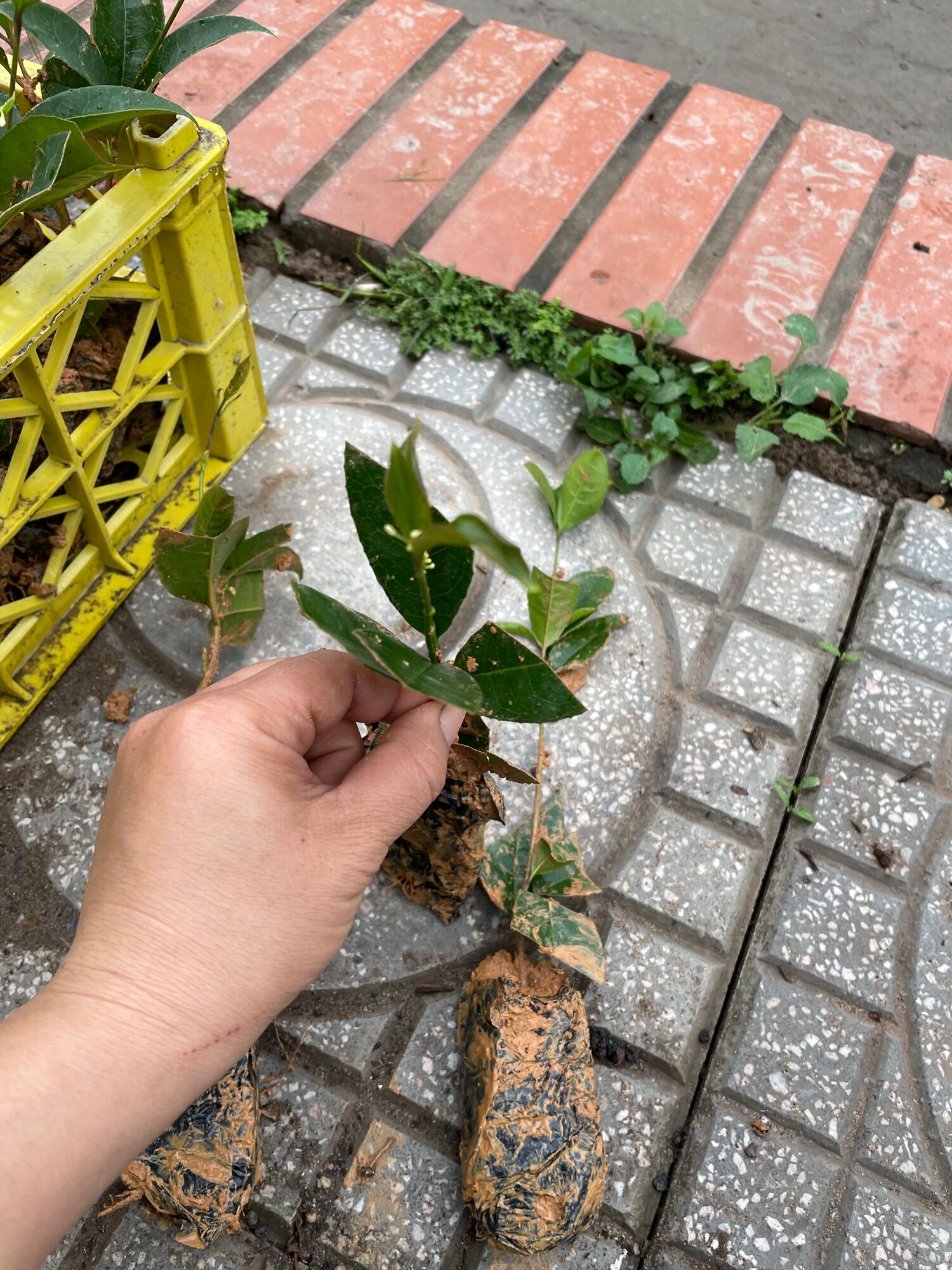 Cây giống mộc hương - Mộc ta