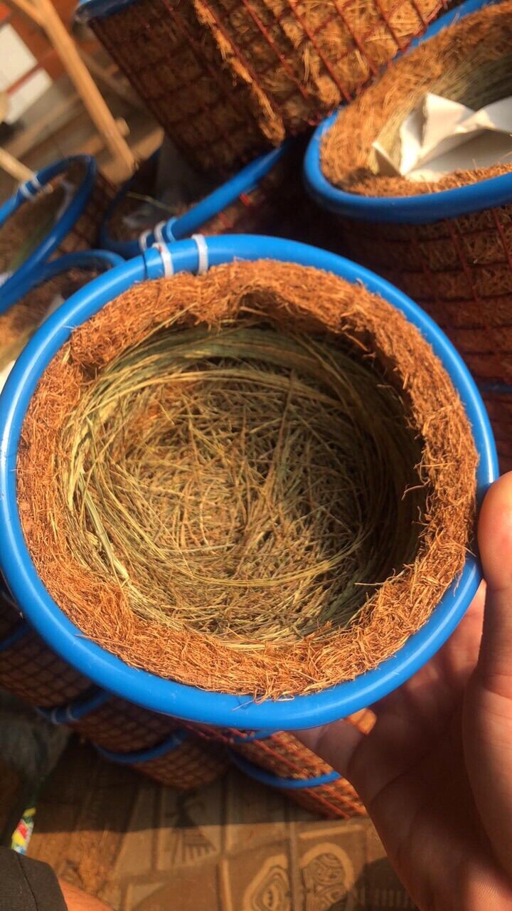 Tổ chim sinh sản cho khướu, cu, mi