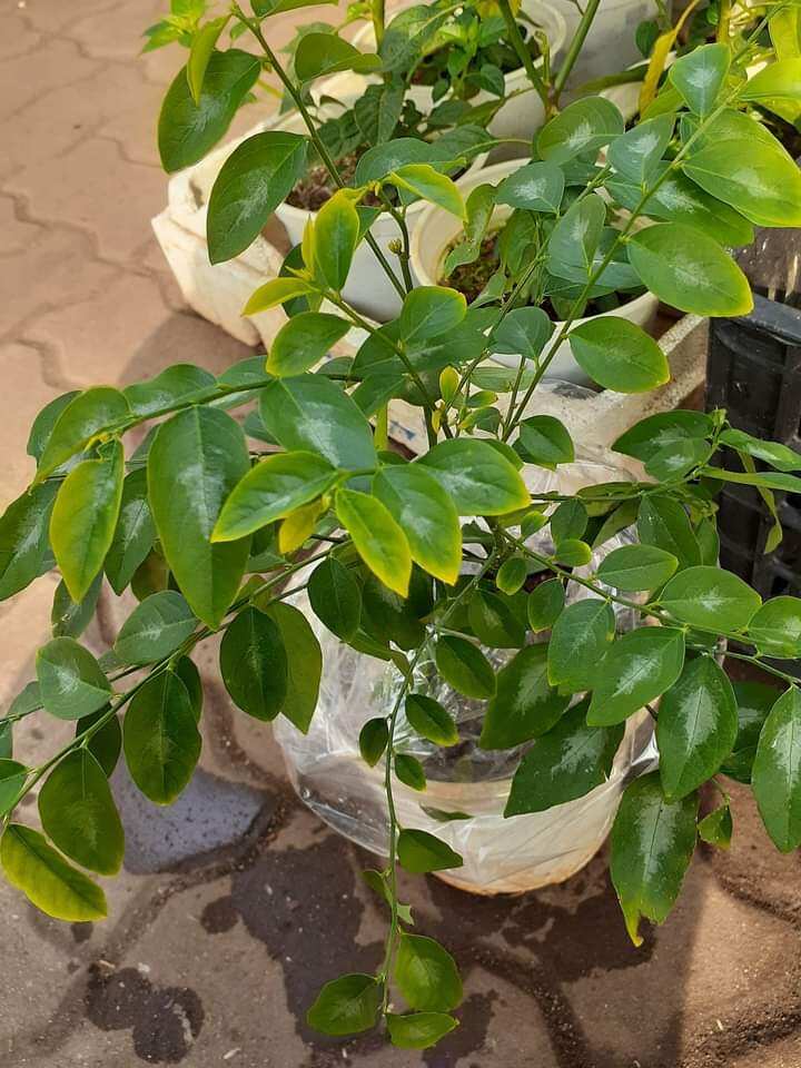 Cây giống bồ ngót nấu canh