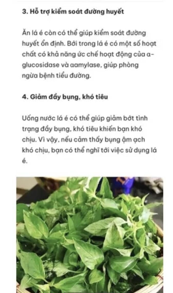 Chậu cây é trắng / lá é - nấu lẫu gà lá é ngon