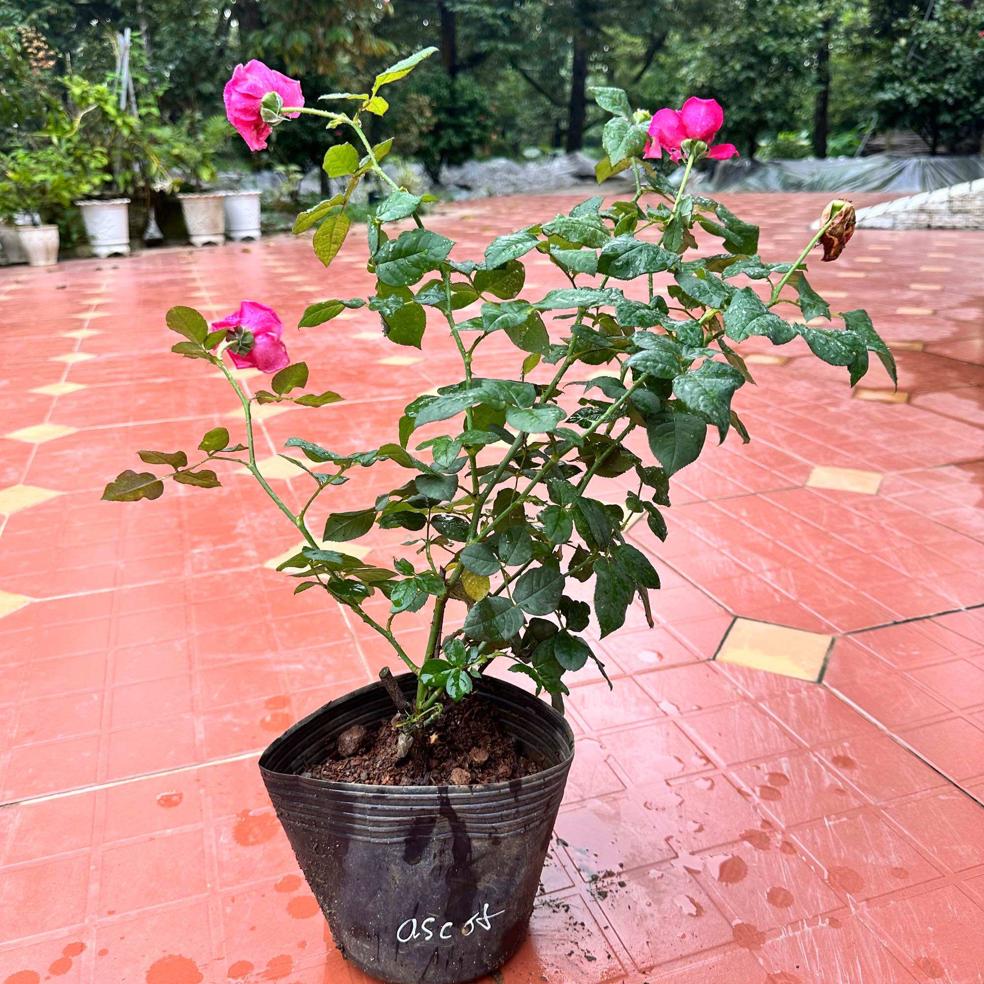Hoa hồng Ascot Rose - hồng bụi, hoa thơm