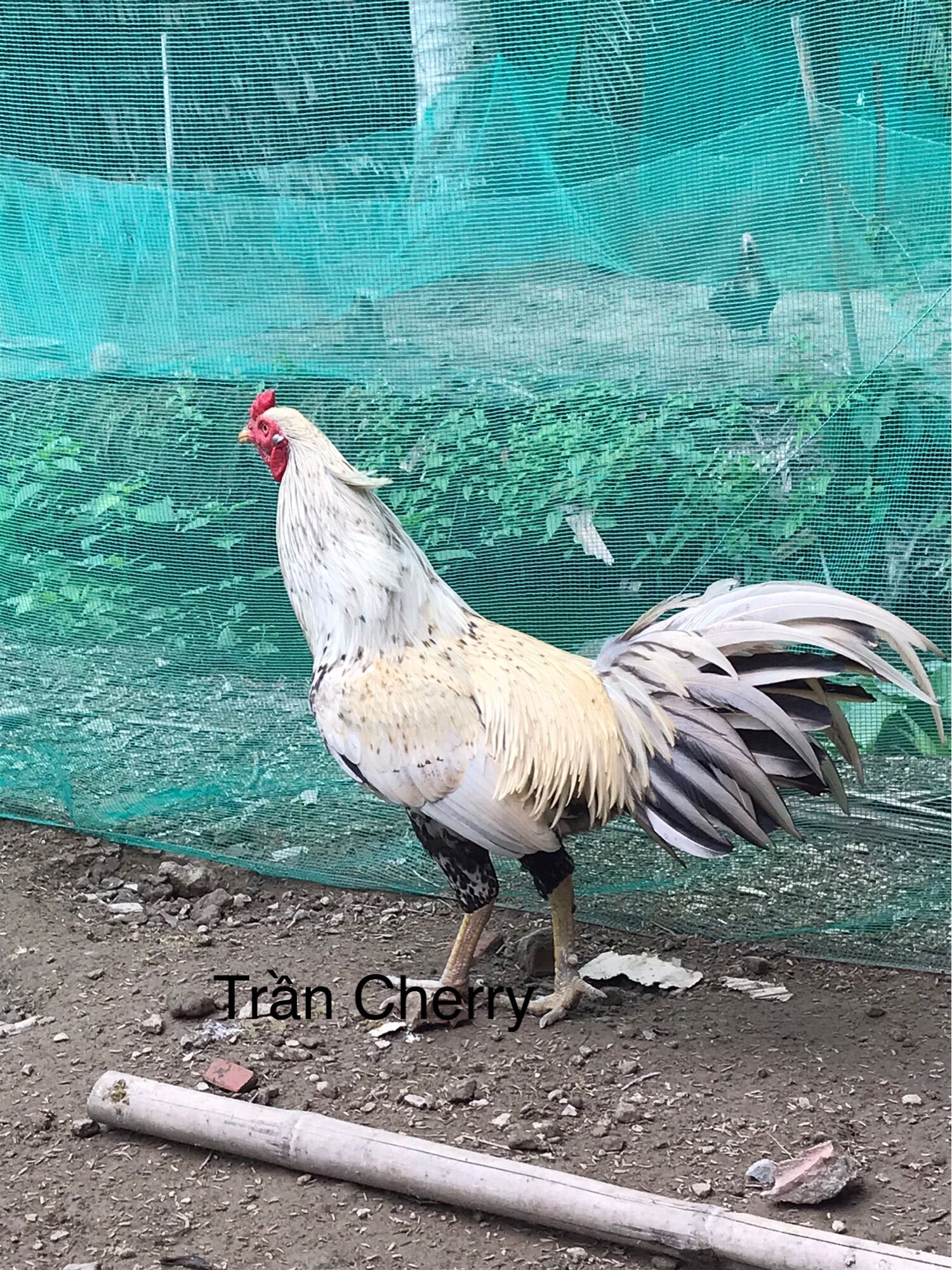 05 trứng gà đá ấp nở con (1)