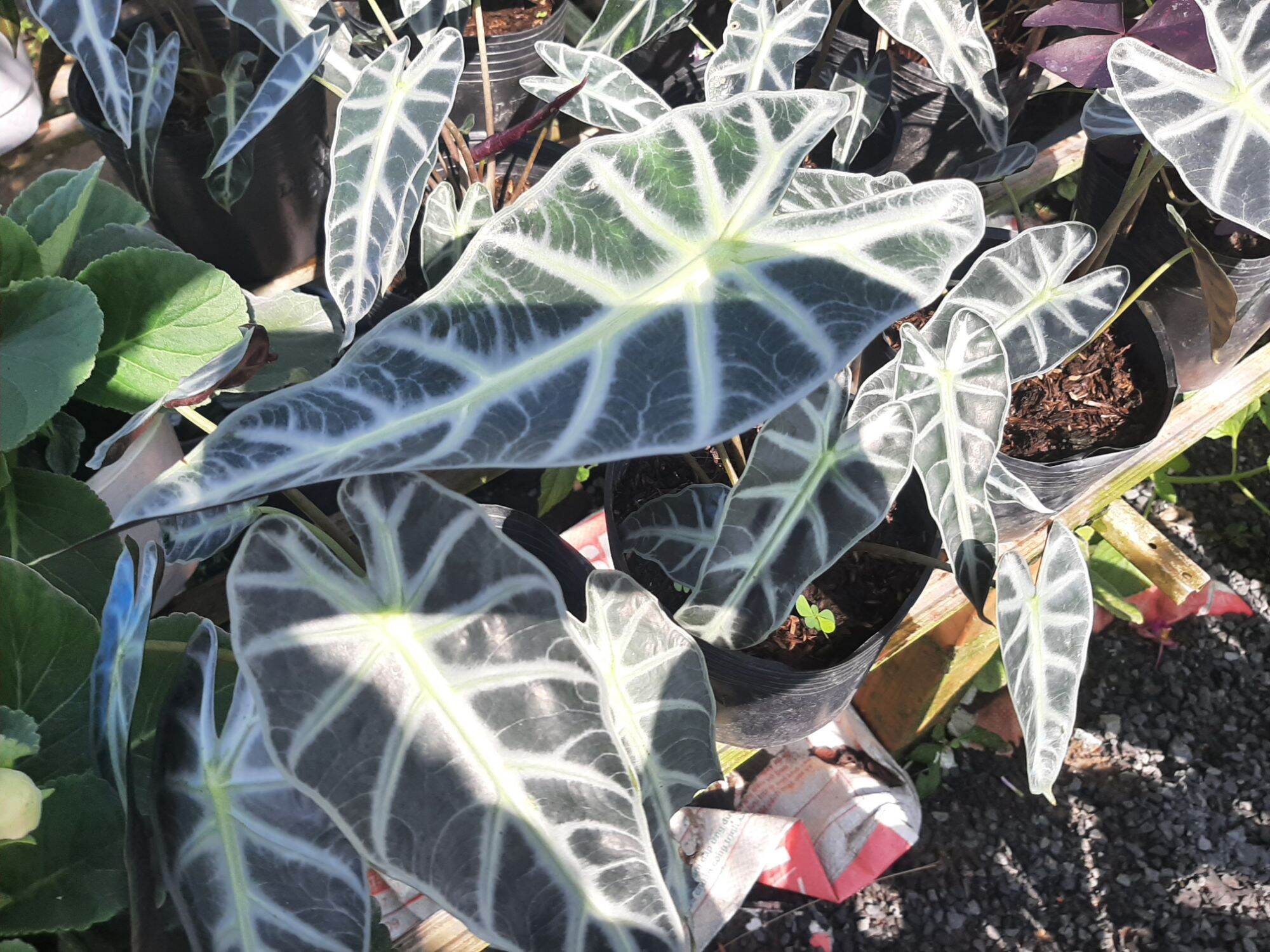 _ Bong Garden_ Cây Môn Quan Âm cây giao như ảnh cuối, hàng kiểng lá, cây phong thủy