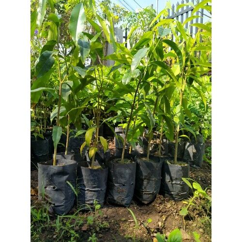 COMBO 10 cây gió bầu (trầm hương) mua 10 tặng 1