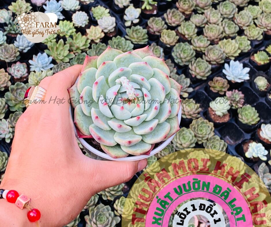 SEN ĐÁ BÁNH BAO LỬA ( HÀNG NEW) 🥰 SiZe Trung 10-12CM 🥰 HƯ 1 ĐỔI 1 ❄️ FARM HẠT GIỐNG TRỜI BAN