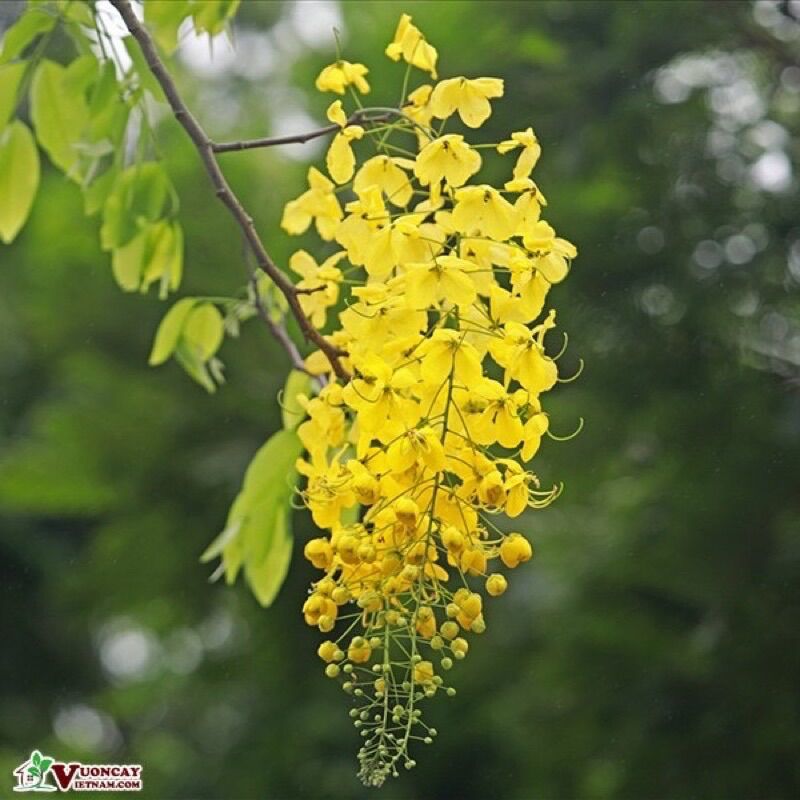 Cây hoa muồng hoàng yến(1 bầu cây)
