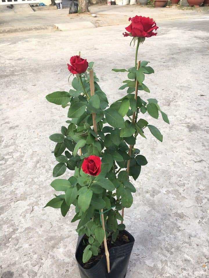 Cây hoa Hồng nhung hoa siêu to