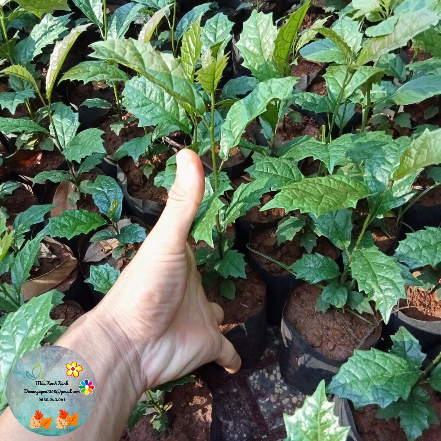 [CG] Cây Xạ Đen Răng Cưa nhỏ 10k, lớn 30k/cây