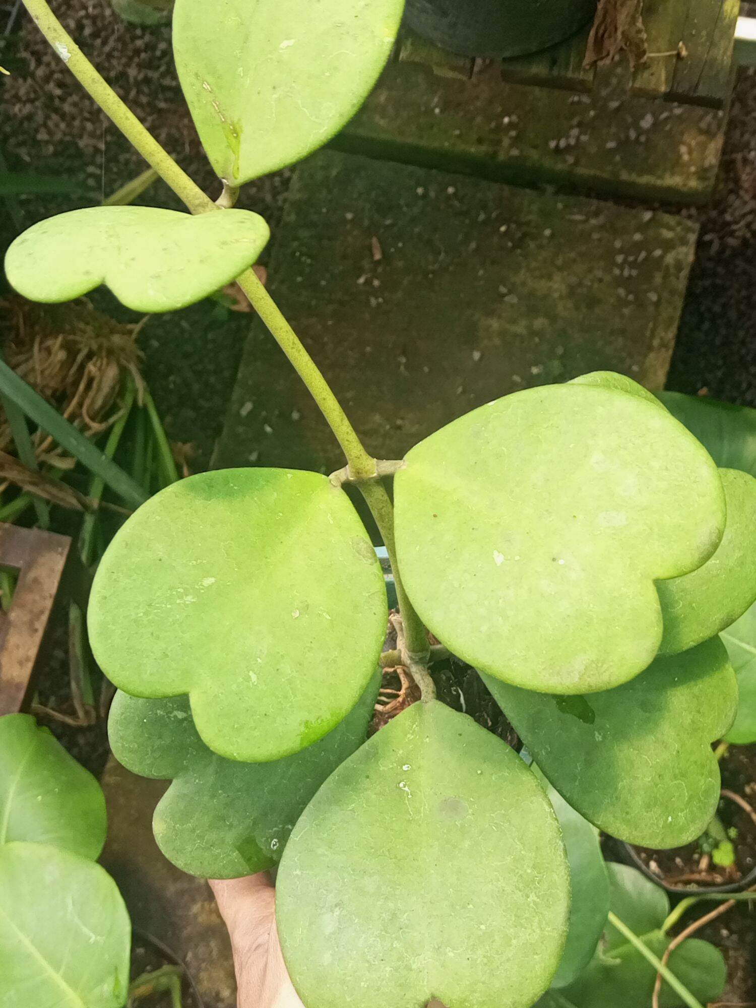 Cẩm cù lá tim Kerri