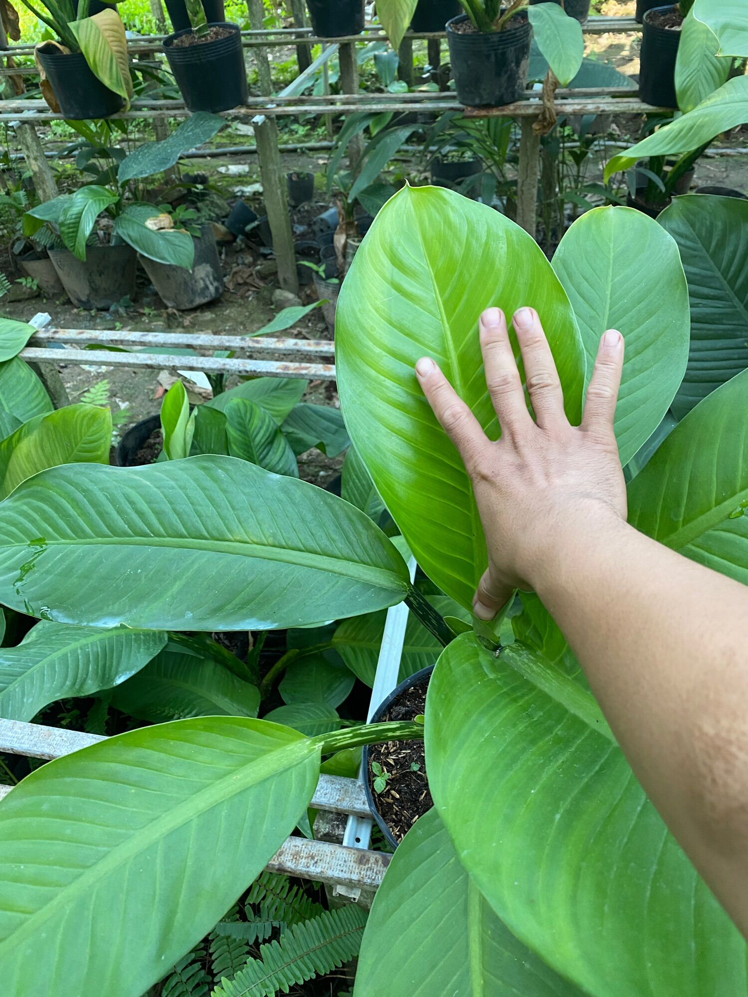 Cây đại phú gia ( cao 60 đến 80 cm)