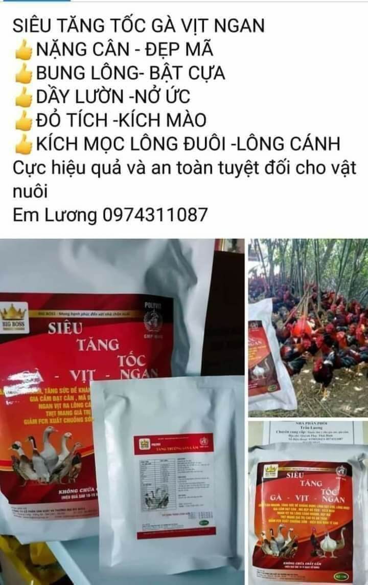 SIÊU TĂNG TỐC GÀ VỊT NGAN