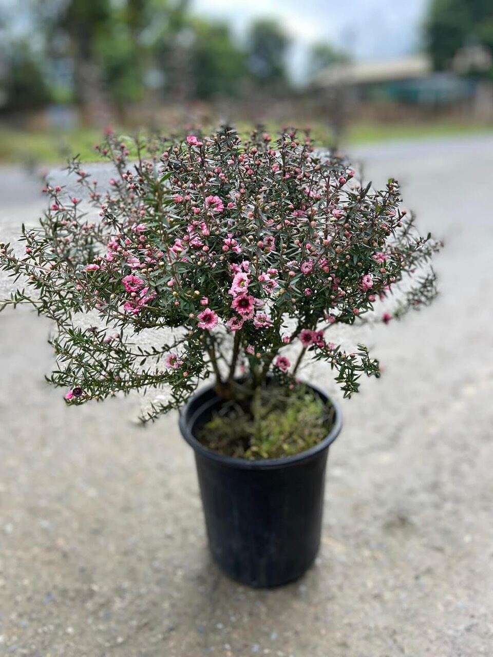 CHẬU HOA TUYẾT MAI THƠM( Như Ảnh)