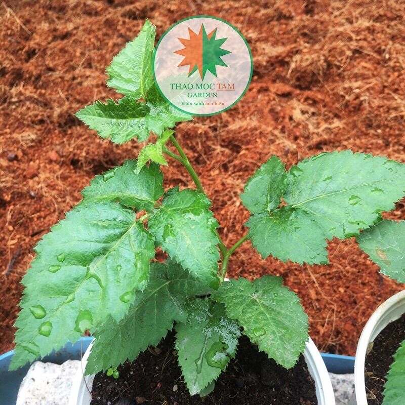 Cây Phúc Bồn Tử đen (trái đen) / Cây mâm xôi đen trồng ở Vườn Thảo Mộc, Khí hậu nắng nóng miền trung