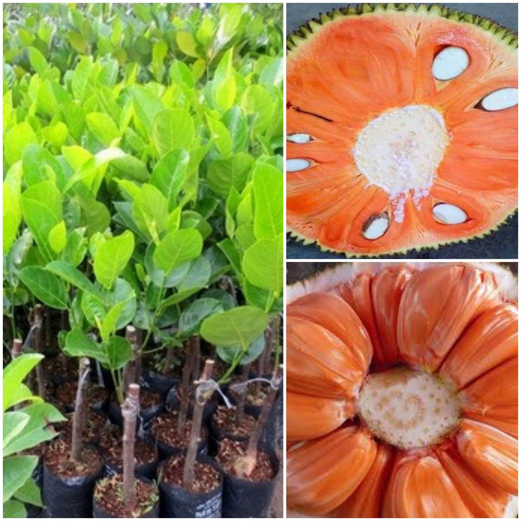 CÂY MÍT MÚI ĐỎ GHÉP