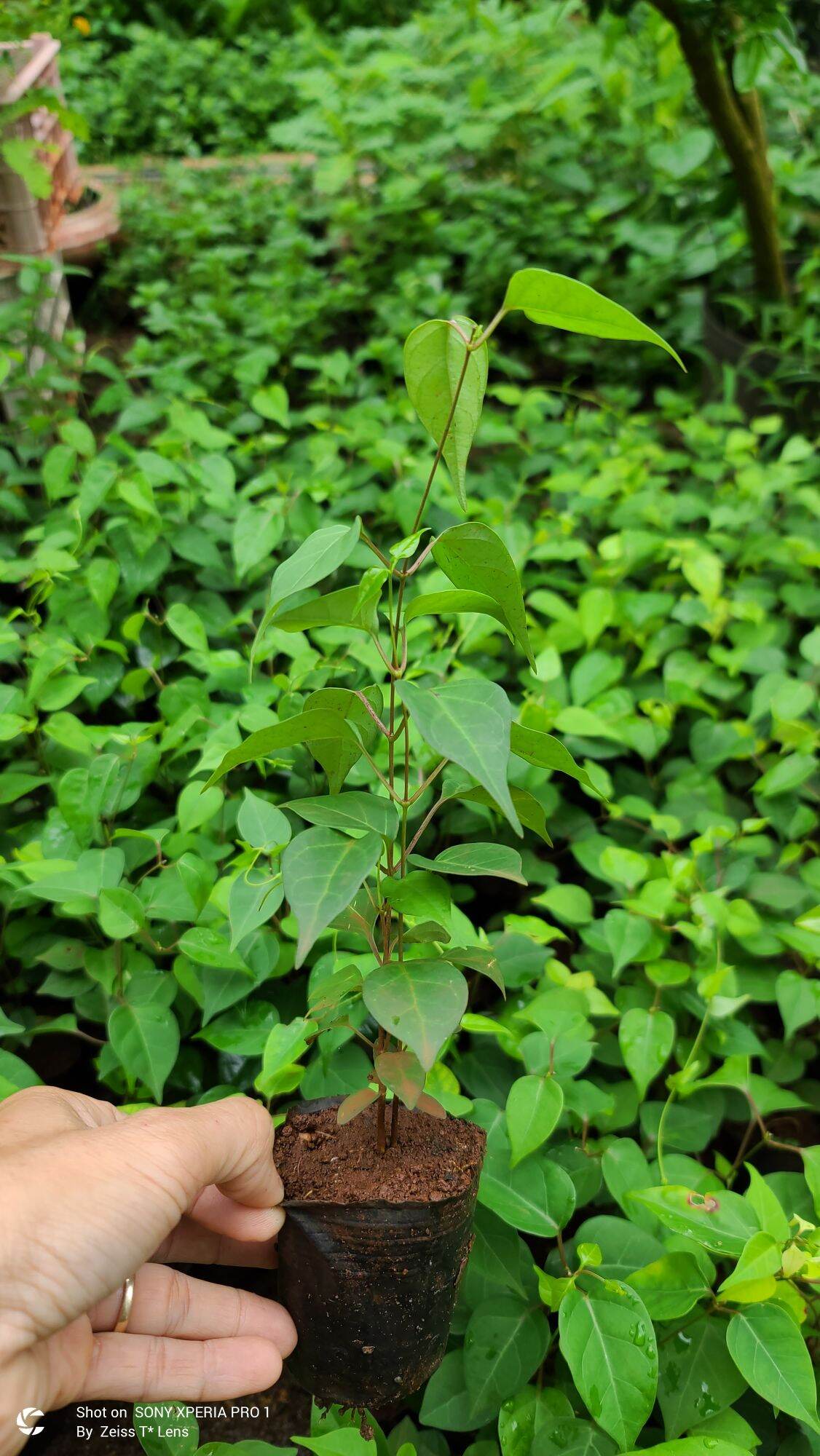 COMBO 3 Cây lá Giang giống.