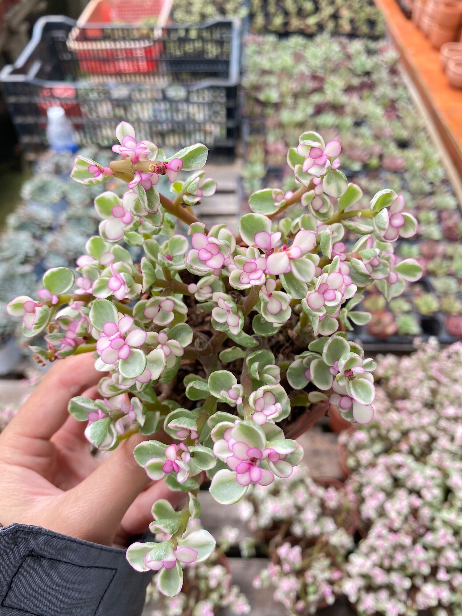 Sen đá Đola hồng Size chậu 8cm Hư 1 Đổi 1