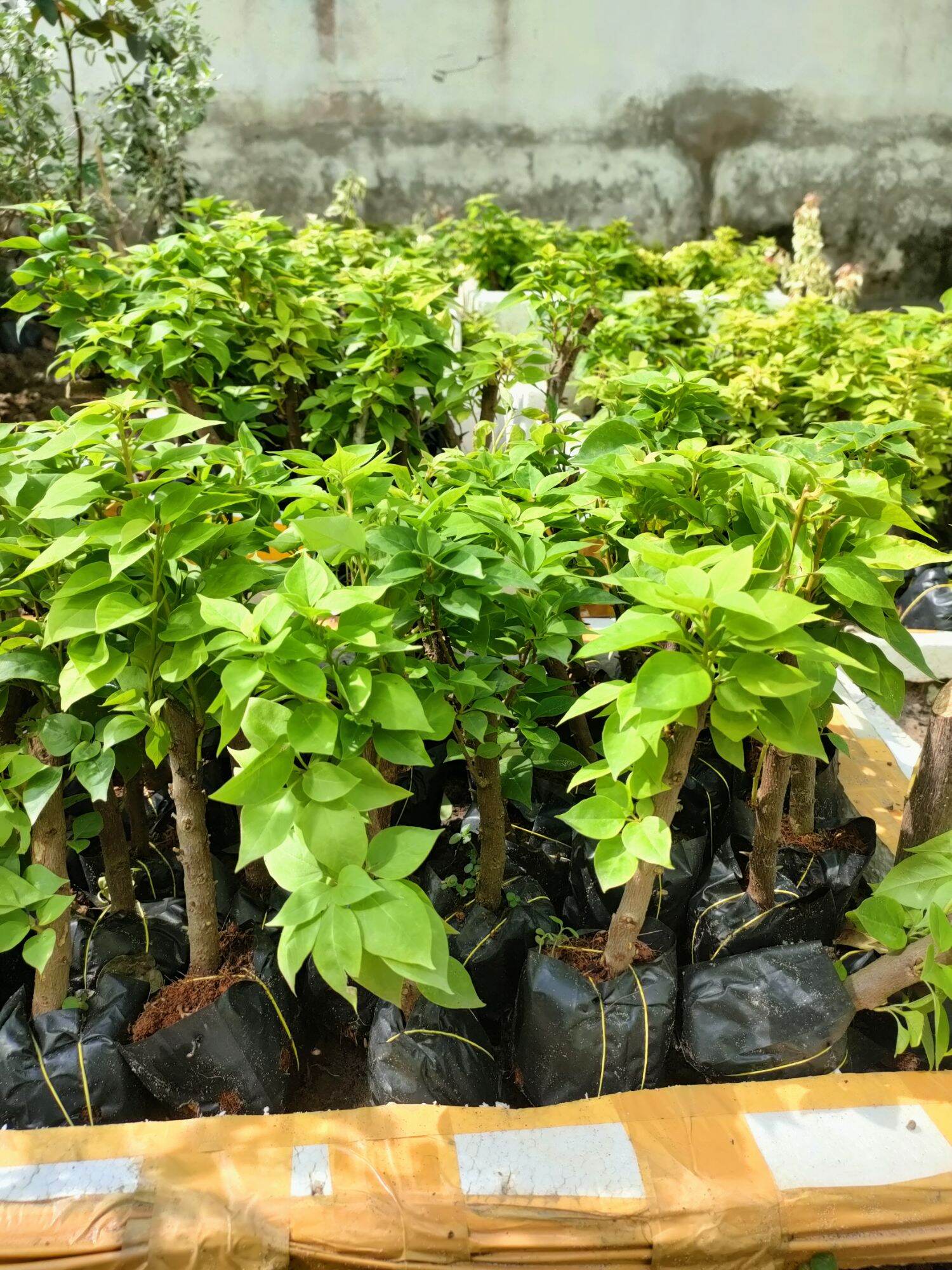 Combo 20 Cây giống hoa giấy mỹ