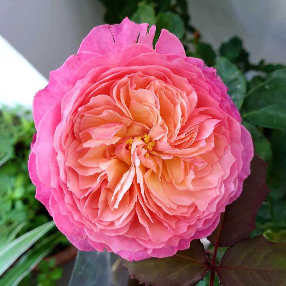 Hoa hồng leo Constance Rose - hoa chùm