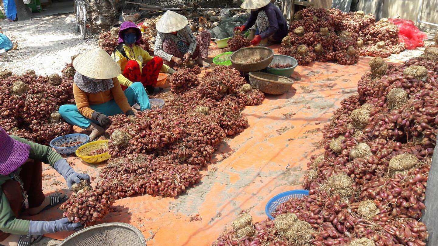 Hành khô Phan Rang