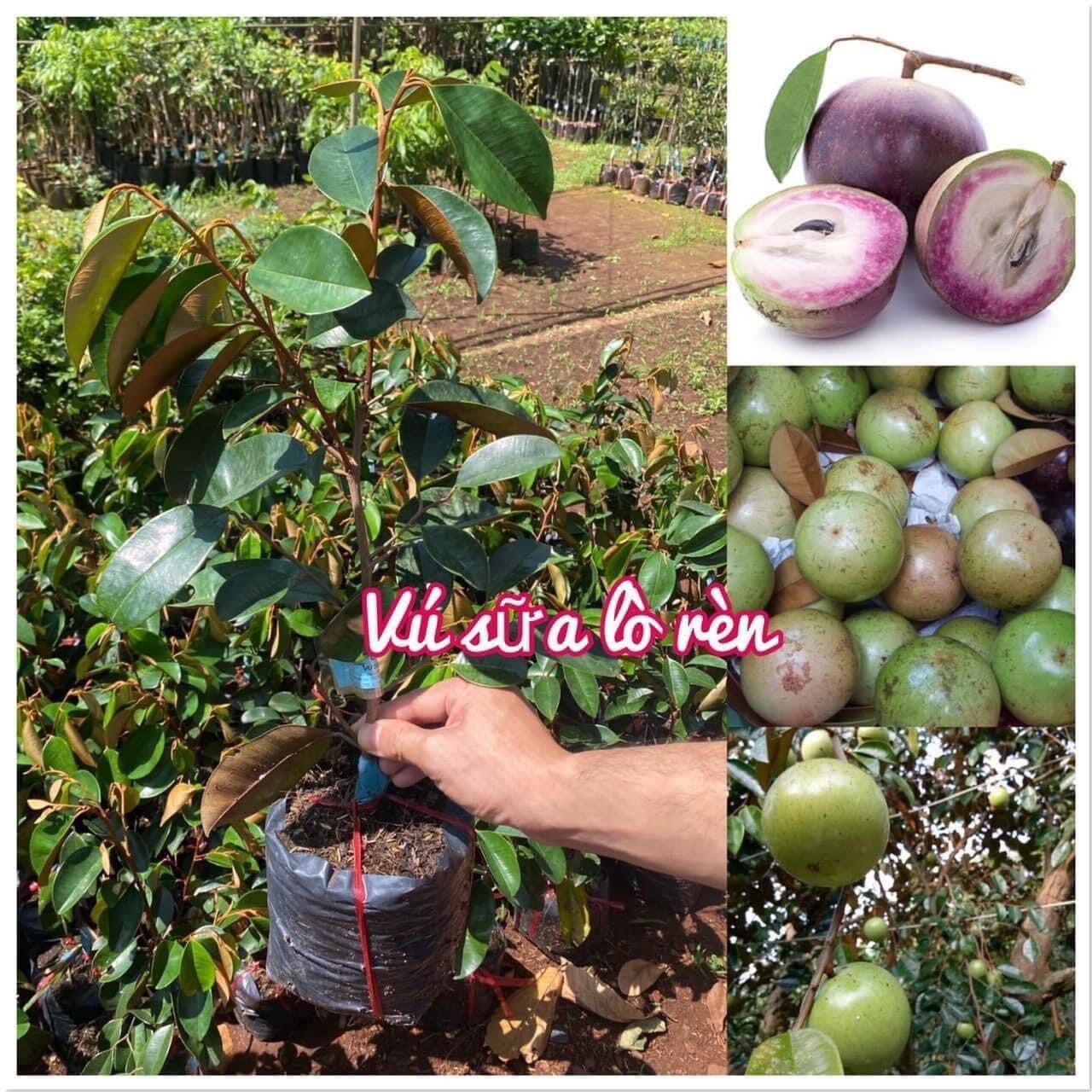 Cây giống vú sữa lò rèn