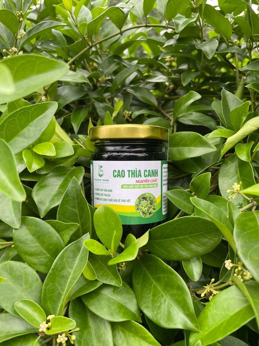Cao thìa canh sạch  100gram - HTX Nông dược Yên Bái