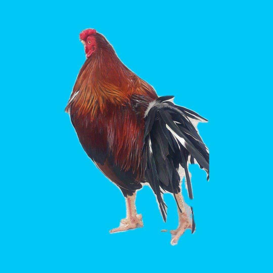 GÀ NÒI VIỆT RẶC ,10 TRỨNG GÀ NÒI VIỆT ẤP NỞ CON GIỐNG .TRẠI GÀ NÒI THÀNH ĐÔNG LONG AN.