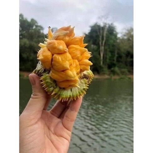 Cây giống mít Ấn Độ quả nhỏ siêu thơm