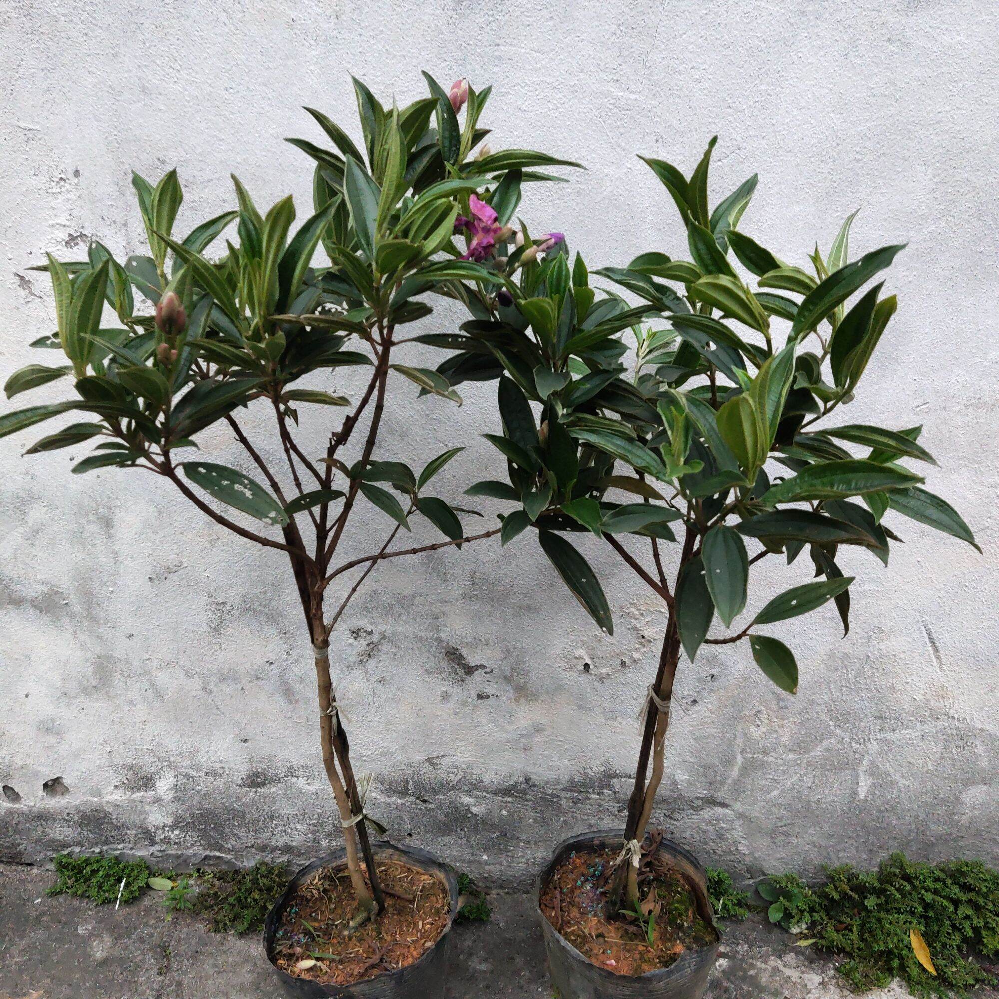 Cây giống hoa mua Thái, mua Úc