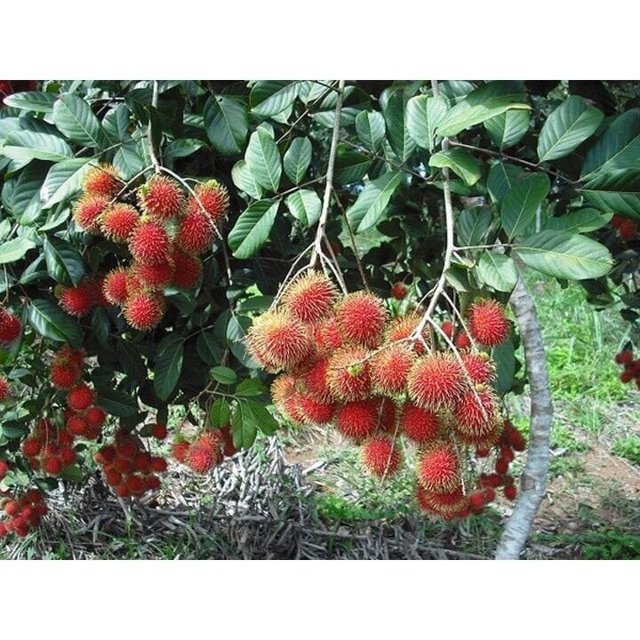 Cây giống chôm chôm thái ươm từ hạt