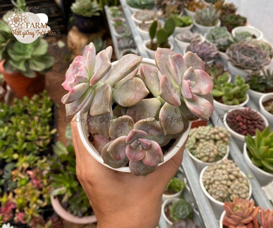 SEN ĐÁ Ngẫu Nhiên SIZE TRUNG BÌNH “ Giá HẠT DẺ’’ 9-12CM (1 CÂY)MUA NHIỀU CHỌN KHÁC LOẠI (TỐI ĐA 50 LOẠI)