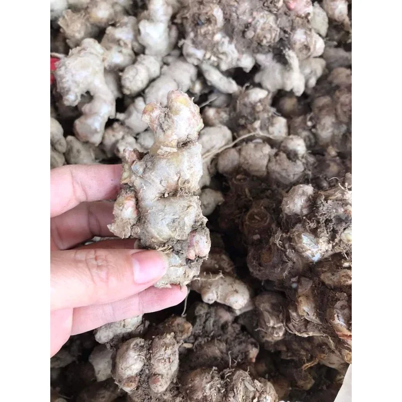 1kg GỪNG GIÓ TƯơI( GỪNG RỪNG 100% chắc lõi)