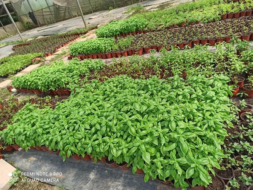 Cây basil (húng quế tây)