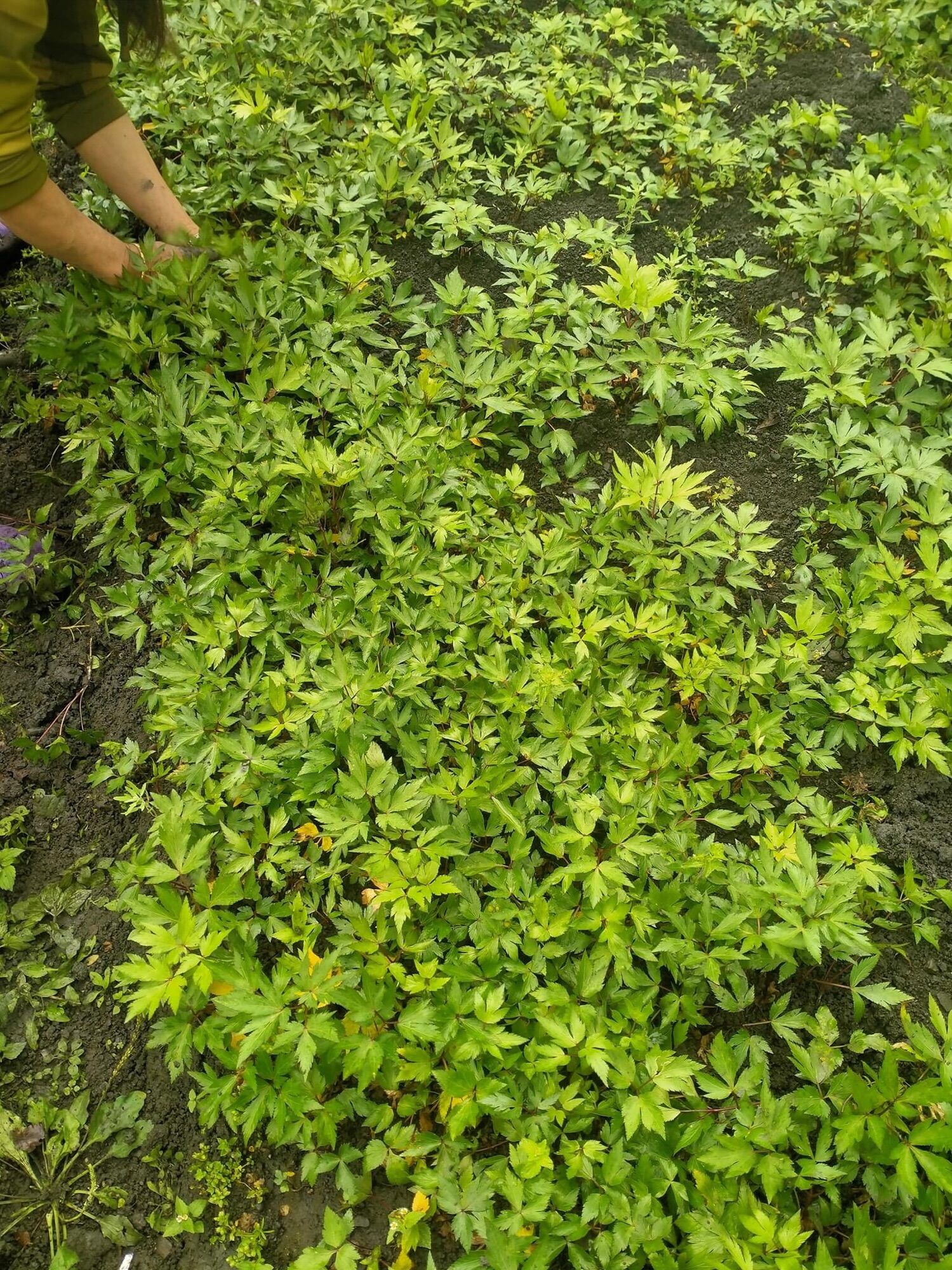 Cây giống sâm đương 200k/30cay