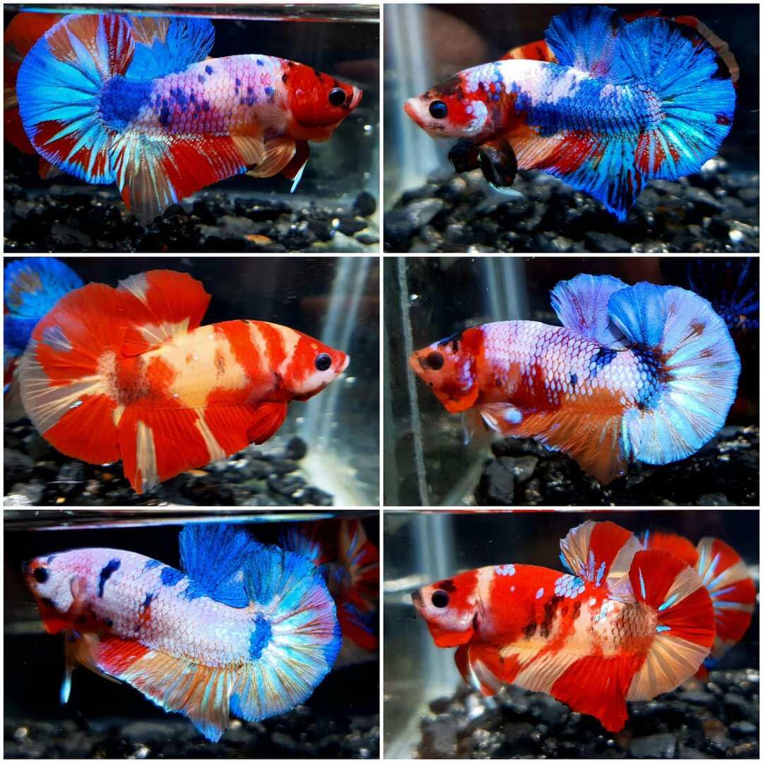 1 trống KOI GLX NEMO trốngg ngẫu nhiên