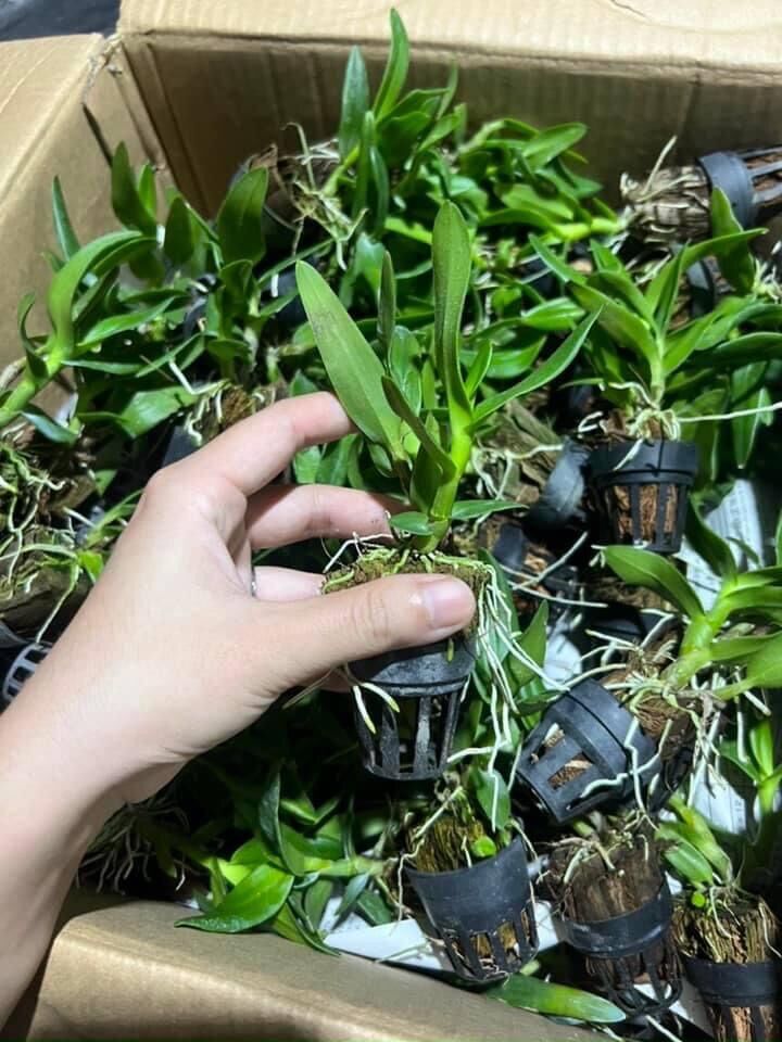 Lan Dendro Nắng Thơm Bà Liễu - Cây Con